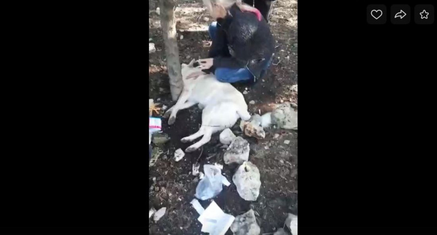 ForPost - Новости : В Севастополе произошла очередная расправа над бездомными собаками