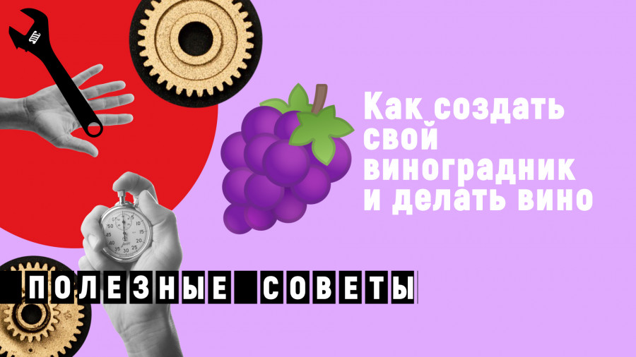 ForPost - Новости : Как посадить виноградник и делать вино. Первые шаги