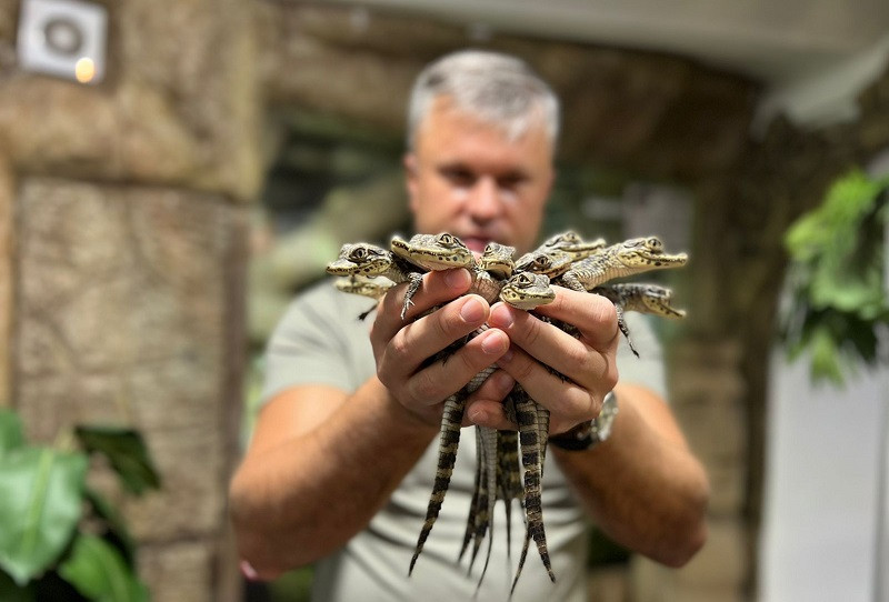 ForPost - Новости : Ялтинский крокодиляриум стал экзотическими яслями
