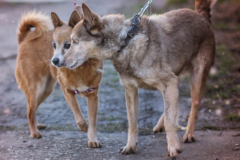 ForPost - Новости : Брошенных собак из Донецка вывезли из-под обстрелов в Крым