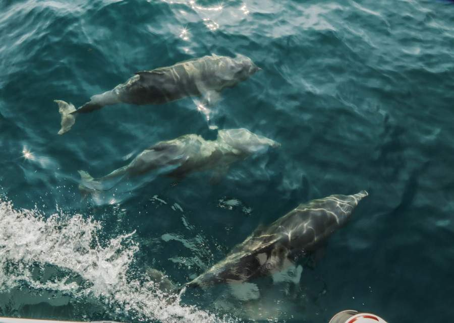 ForPost - Новости : В бухту Севастополя приплыли игривые дельфины 
