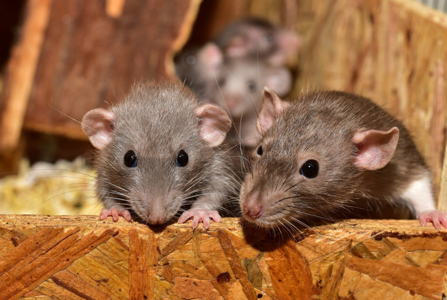 ForPost - Новости : Крысы отравляют жизнь севастопольцам даже после смерти
