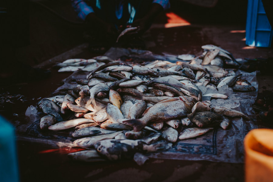 ForPost - Новости : Черноморская рыба по доступной цене появилась на Северной стороне Севастополя