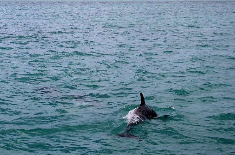 ForPost - Новости : Под Евпаторией спасают выбросившегося из моря дельфина