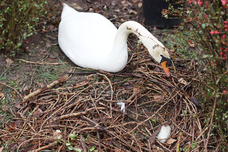 ForPost - Новости : Лебеди выводят потомство под ногами прохожих в центральном парке столицы Крыма