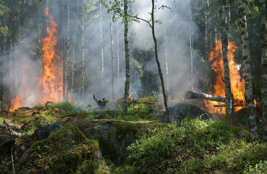 ForPost - Новости : В Севастополе предупредили о риске лесных пожаров