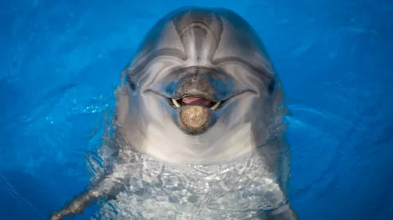 ForPost - Новости : На городском пляже пожилая пара жарила на костре дельфина — СМИ
