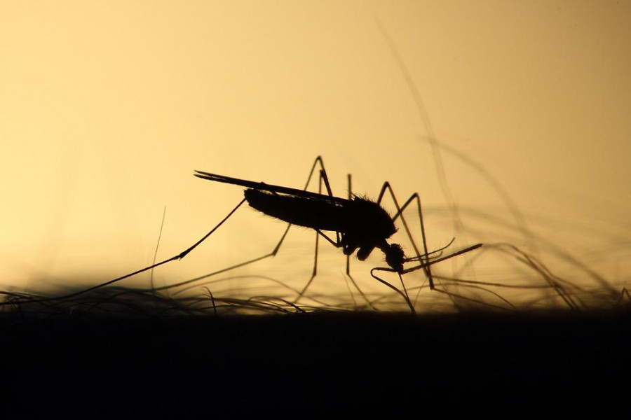 ForPost - Новости : На севере Крыма повторяется прошлогоднее нашествие комаров