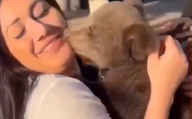 ForPost - Новости : Голодный медвежонок вцепился в лицо девушки на «фотосессии»