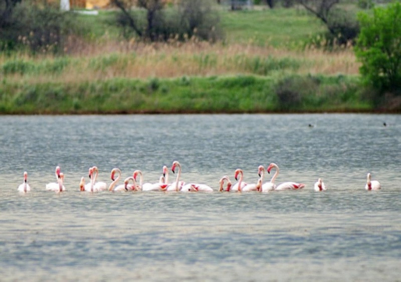 ForPost - Новости : Розовые фламинго впервые прилетели в Крым весной