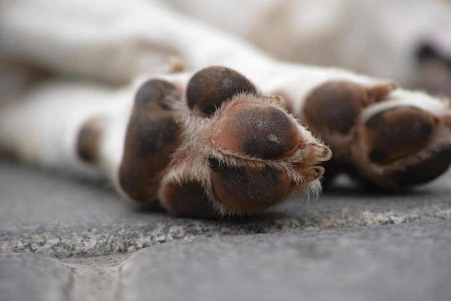 ForPost - Новости : В Севастополе умерло в муках одиннадцать собак 