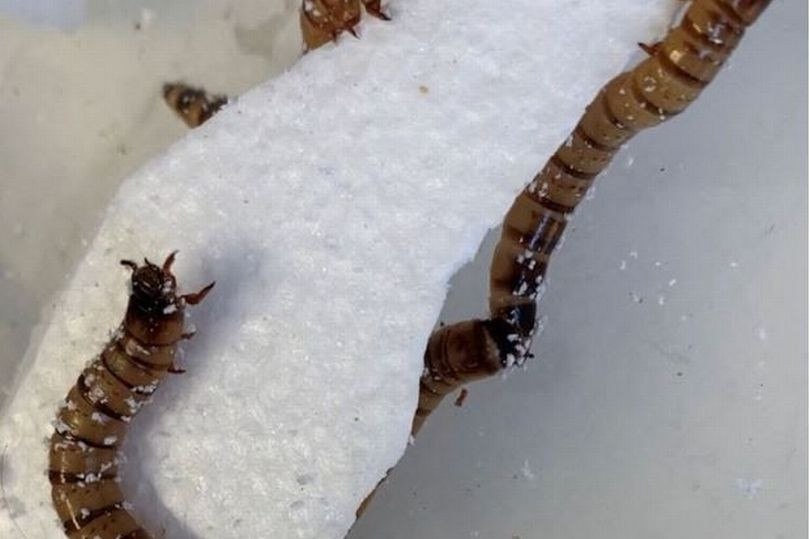 ForPost - Новости : От превращения в гигантскую мусорку Землю могут спасти черви