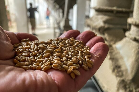 ForPost - Новости : О вывозе пшеницы с Украины