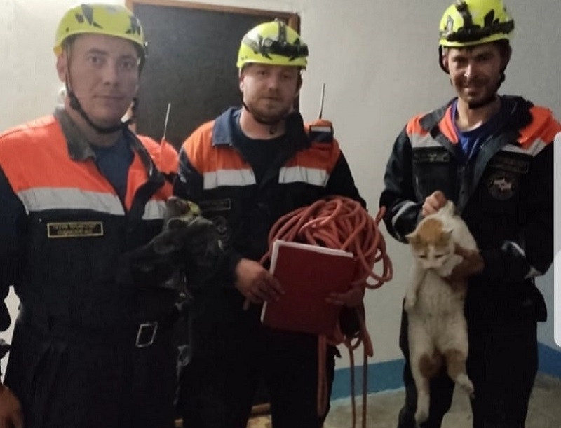 ForPost - Новости : На выручку котам и не только: в Крыму спасатели достали зверя из шахты лифта