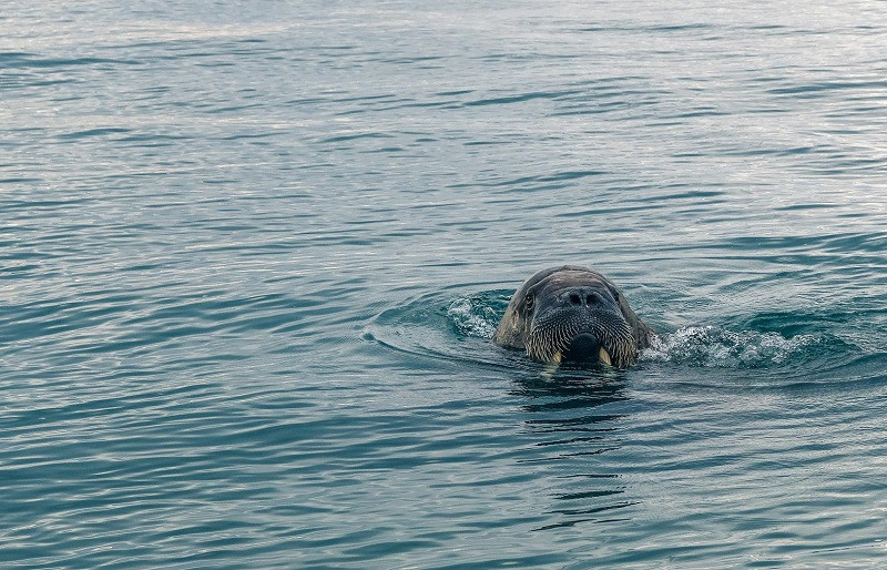 ForPost - Новости : На юго-востоке Крыма в Чёрное море вернулась вода для «моржей»
