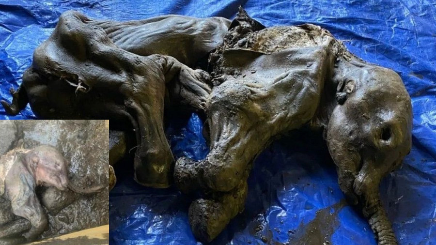 ForPost - Новости : Редчайшая находка: золотодобытчикам попалась мумия мамонтёнка