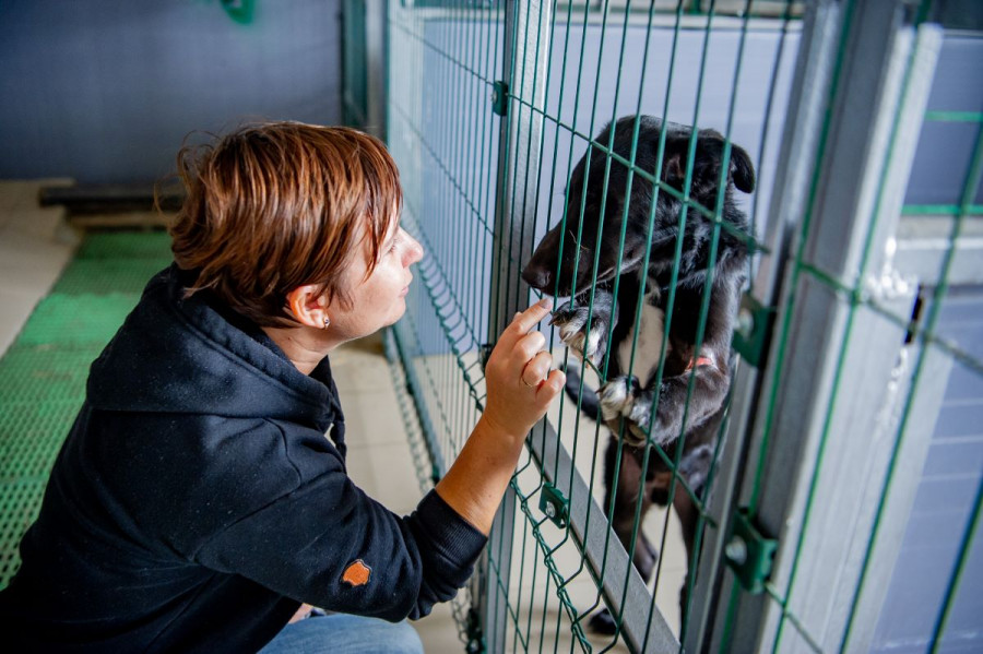 ForPost - Новости : Строить и содержать бездомных животных в Севастополе будут на пожертвования 