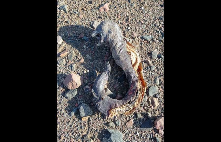 ForPost - Новости : На пляже нашли «орка» из «Властелина колец»
