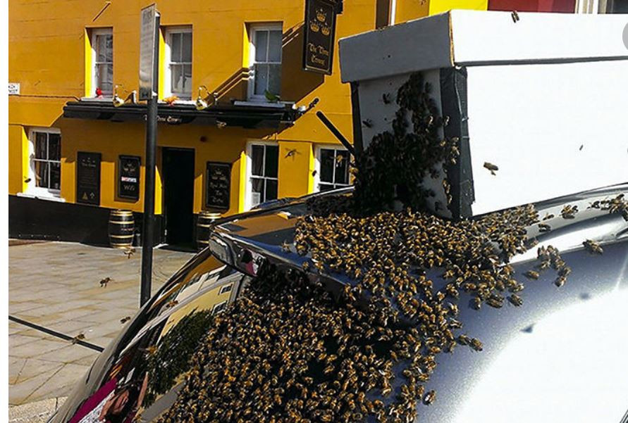 ForPost - Новости : В США миллионы пчел вылетели из перевернувшегося грузовика и начали жалить водителей