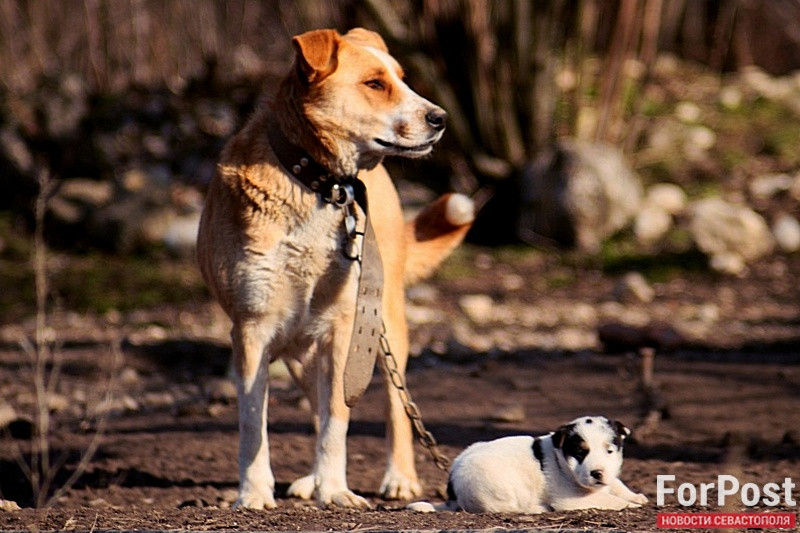 ForPost - Новости : За питомца ответишь: выбрасывающим животных на улицу крымчанам грозят большие штрафы