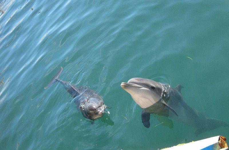 ForPost - Новости : Откуда в крымских дельфинариях берутся «вечно молодые» дельфины