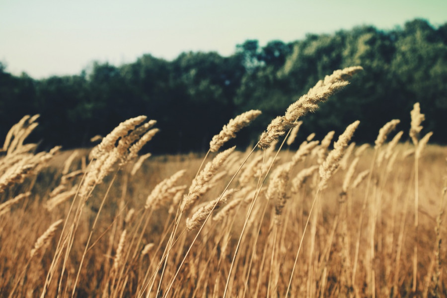 ForPost - Новости : Каковы перспективы у «зернового» пакта