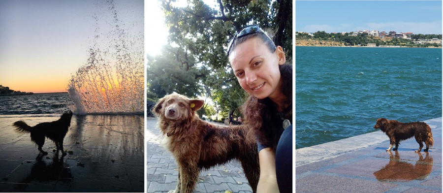 ForPost - Новости : Севастопольская Каштанка, или Собака, которая ловит волны