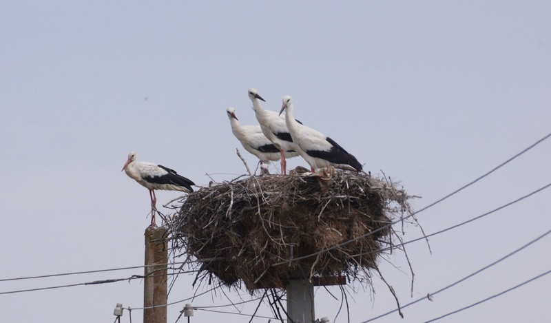 ForPost - Новости : Как крымчане помогают редким птицам с «квартирным вопросом»