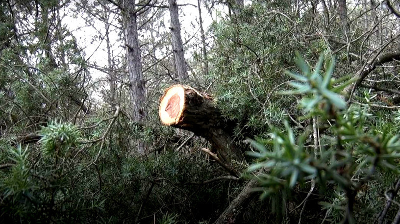 ForPost - Новости : Как в Севастополе высаживают новый лес взамен вырубленного