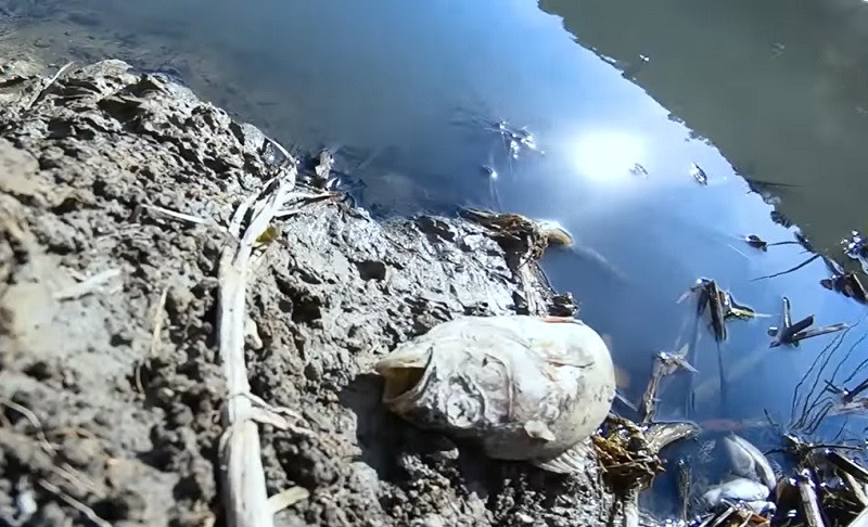 ForPost - Новости : В пруду под Севастополем массово гибнет рыба