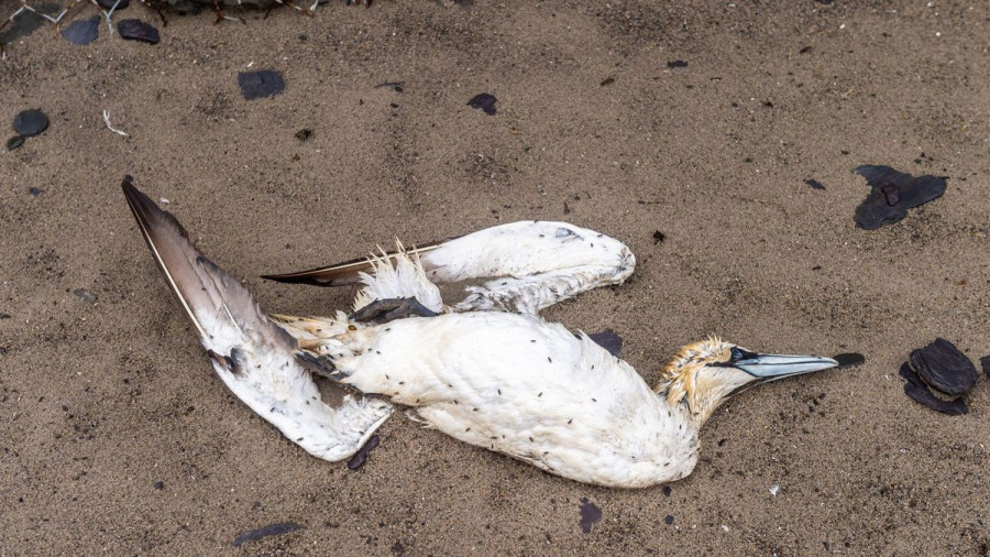 ForPost - Новости : Загадочная гибель сотен диких птиц взволновала людей