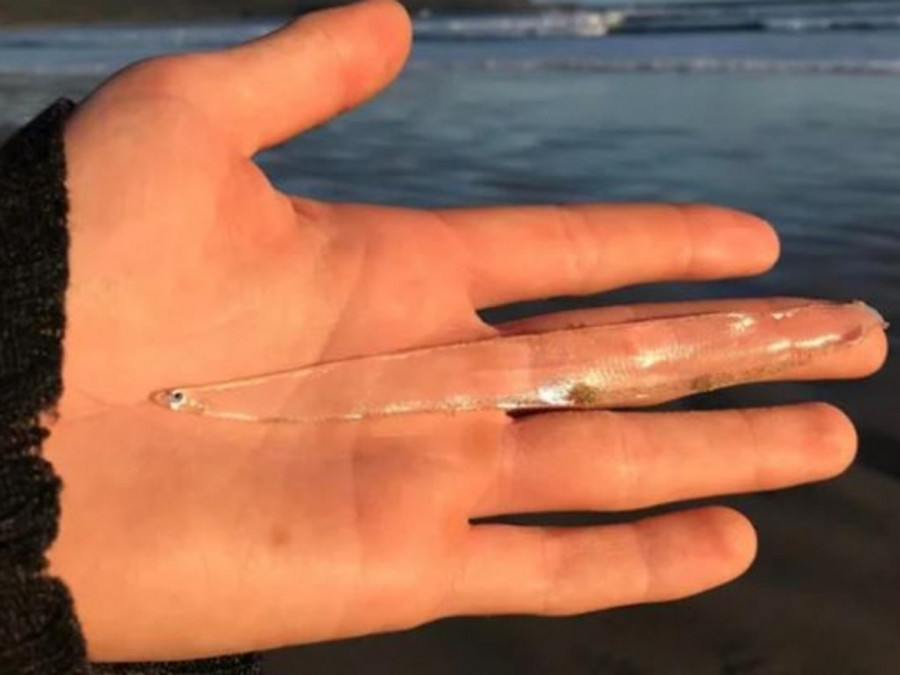 ForPost - Новости : Женщина нашла редчайшую прозрачную рыбу на пляже