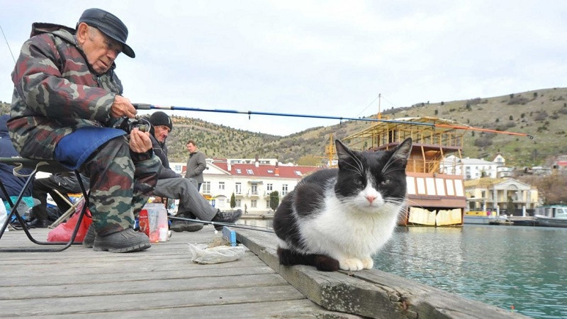 ForPost - Новости : Почему в Севастополе так много кошек?