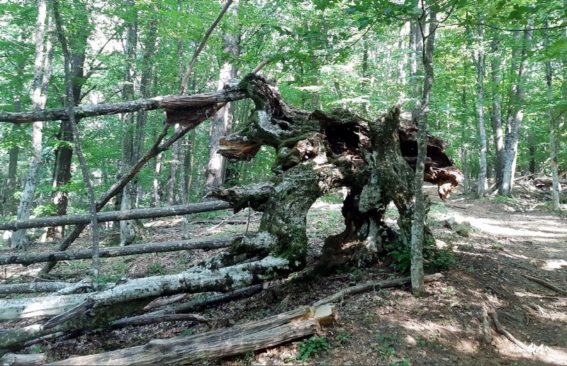 ForPost - Новости : Туристов удивил природный дайсуги в крымском лесу