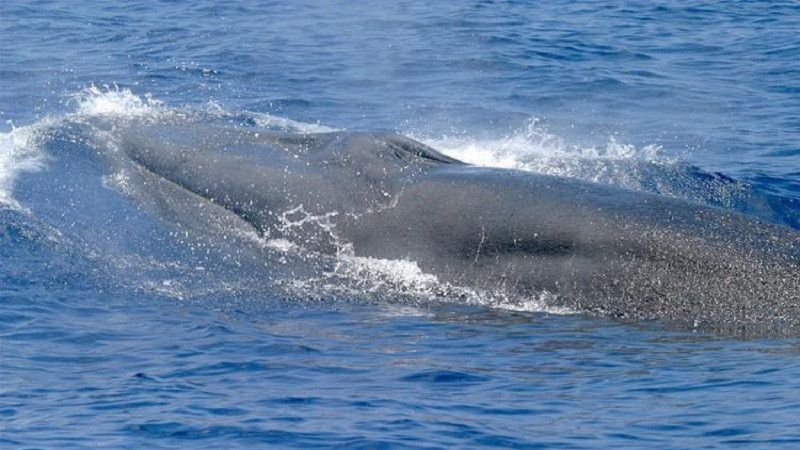 ForPost - Новости : Обнаруженный в прошлом году вид китов уже находится на грани вымирания