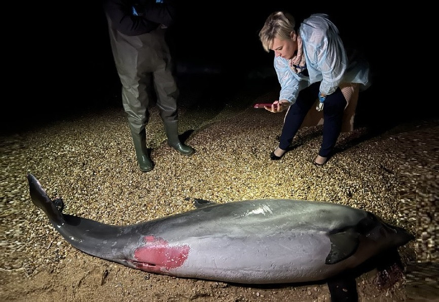 ForPost - Новости : Специалисты не могут найти чип на теле найденного на побережье Севастополя дельфина 
