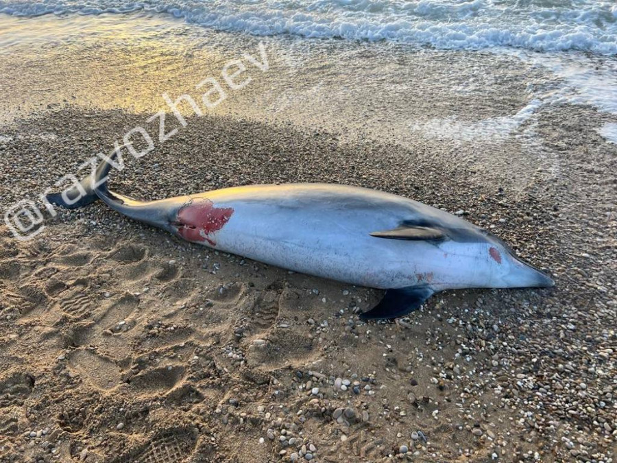 ForPost - Новости : На побережье Севастополя выбросило труп дельфина, похожего на Зою