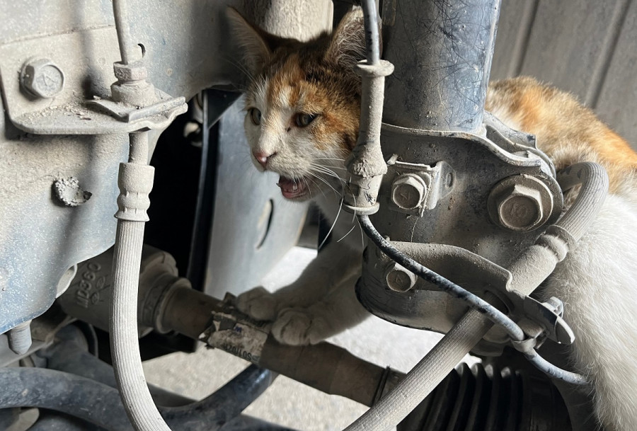 ForPost - Новости : В Севастополе полиция помогла спасти застрявшую в машине кошку 
