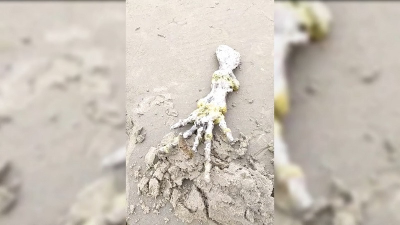 ForPost - Новости : На пляже нашли кости, напоминающие «руку пришельца»