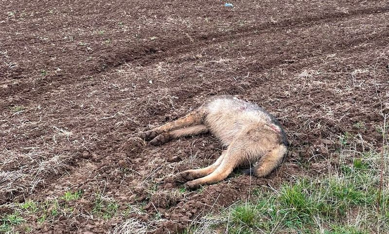 ForPost - Новости : В Альминской долине Крыма застрелили волка