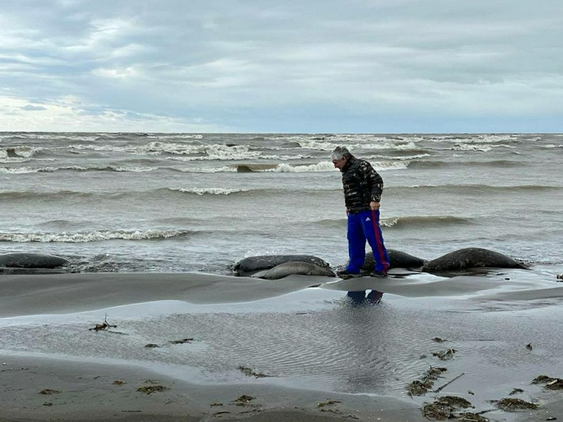 ForPost - Новости : Названа причина массовой гибели краснокнижных тюленей на Каспии