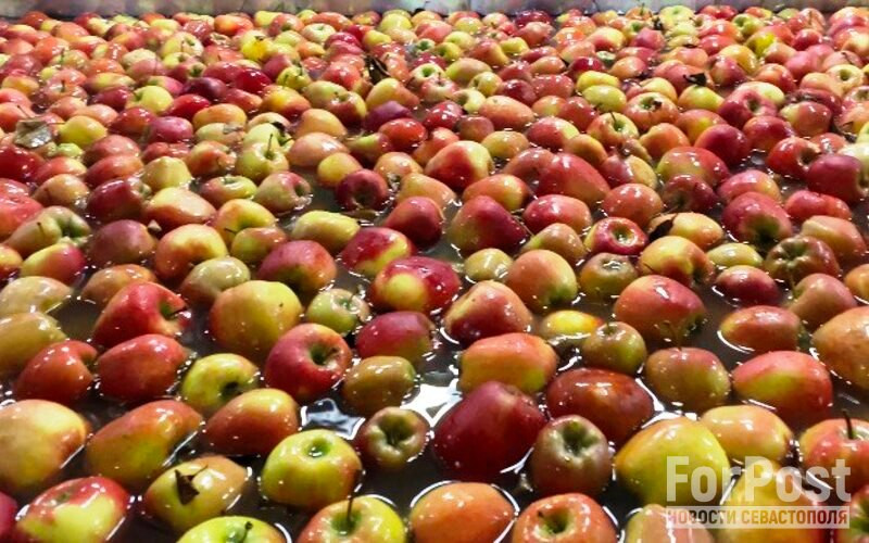 ForPost - Новости : Стажёр-охранник обчистил яблочный сад в Крыму