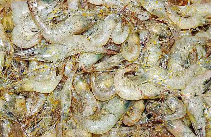 ForPost - Новости : Выловленная из моря креветка довела крымчанина до скамьи подсудимых