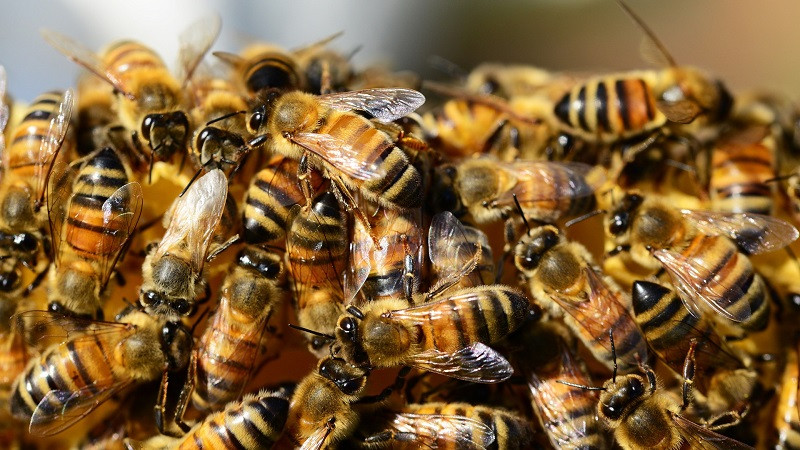 ForPost - Новости : Мужчина умер, решив пообщаться с предками через пчёл