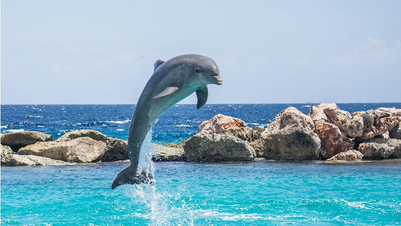 ForPost - Новости : Учёные нашли новое сходство между людьми и дельфинами