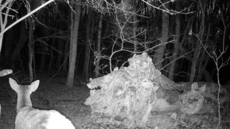 ForPost - Новости : Севприроднадзор снял благородных оленей в лесах Севастополя