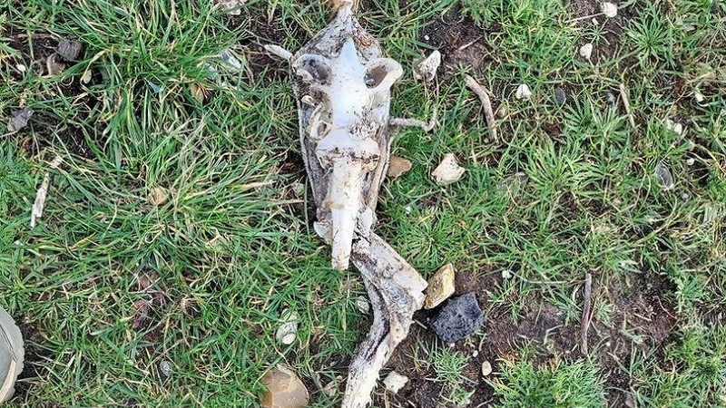 ForPost - Новости : На диком пляже обнаружили скелет «пришельца» 