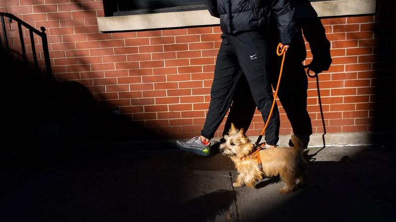 ForPost - Новости : Женщина купила себе дом на деньги, вырученные за выгул чужих собак