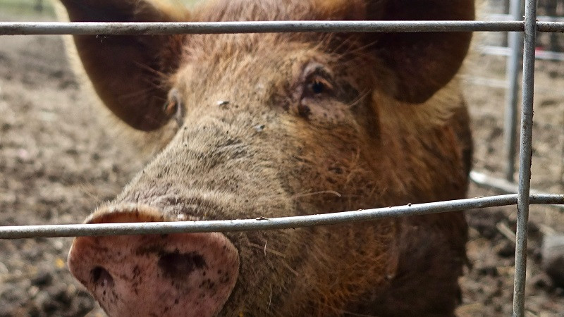 ForPost - Новости : Свинья убила мясника его собственным тесаком