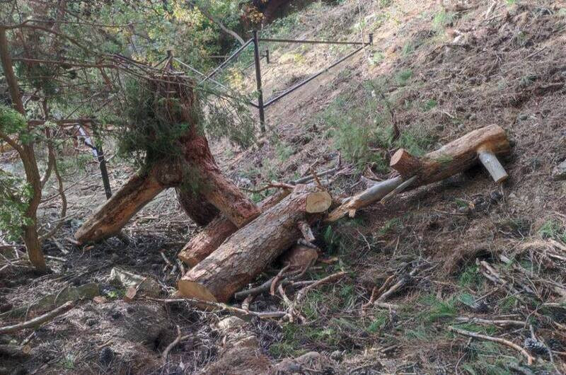 ForPost - Новости : Незаконная вырубка деревьев под Судаком переросла в уголовное дело